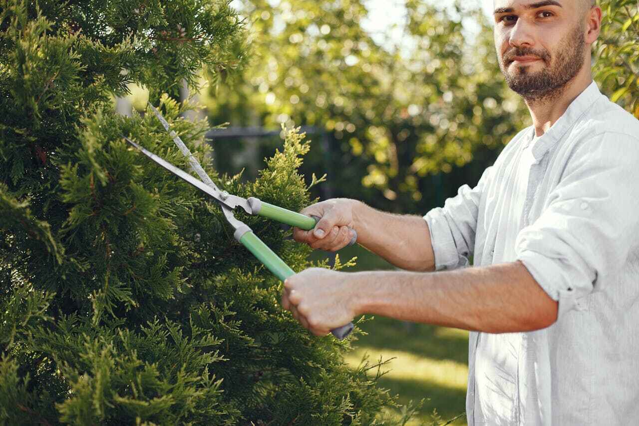 Residential Tree Removal in Weidman, MI